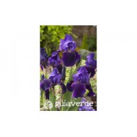 S.BOLBO IRIS GERMANICOS -UNIDADE