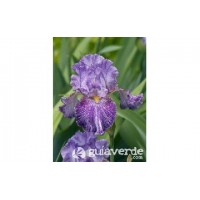 S.BOLBO IRIS GERMANICOS -UNIDADE
