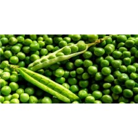 S.ERVILHA GRAO ESTACA   GRANEL   - KILO