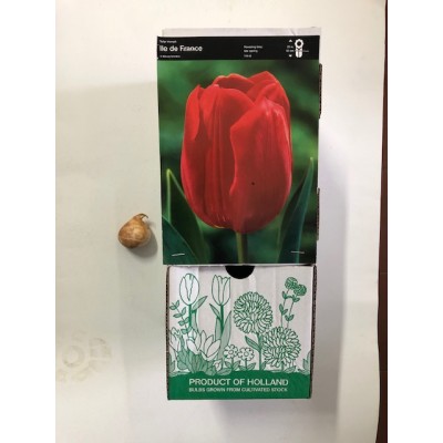 S.BOLBO TULIPAS   - UNIDADE