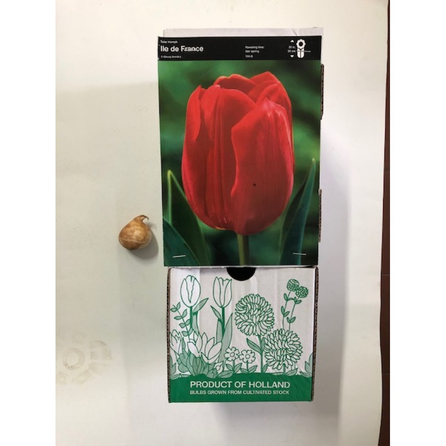 S.BOLBO TULIPAS - UNIDADE S.BOLBO TULIPAS - UNIDADE