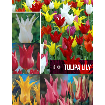 S.BOLBO GR TULIPAS LILY  - CAIXA 70 UNIDADES