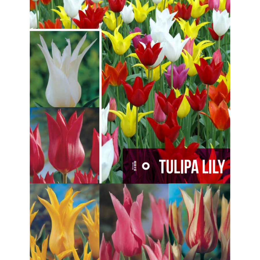 S.BOLBO GR TULIPAS LILY  - CAIXA 70 UNIDADES