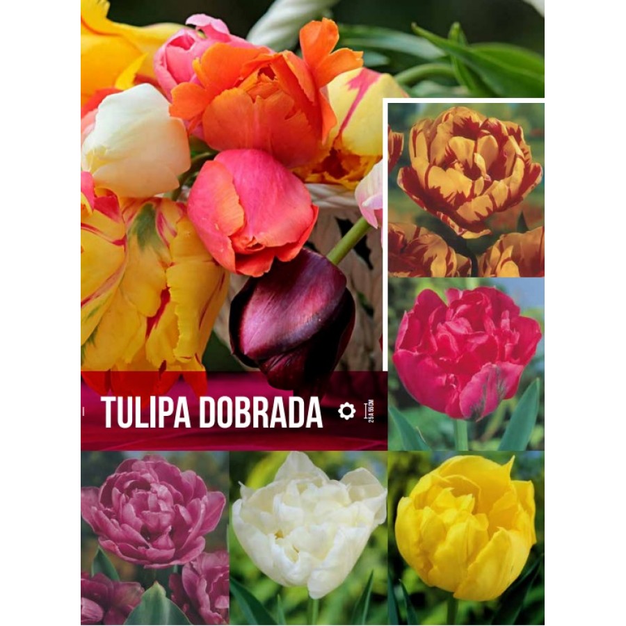 S.BOLBO GR TULIPAS DOBRADA - CAIXA 70 UNIDADES S.BOLBO GR TULIPAS DOBRADA - CAIXA 70 UNIDADES