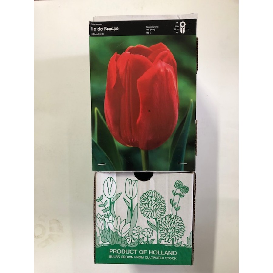 S.BOLBO GR TULIPAS SINGELA - CAIXA 70 UNIDADES S.BOLBO GR TULIPAS SINGELA - CAIXA 70 UNIDADES
