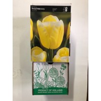 S.BOLBO GR TULIPAS SINGELA - CAIXA 70 UNIDADES S.BOLBO GR TULIPAS SINGELA - CAIXA 70 UNIDADES