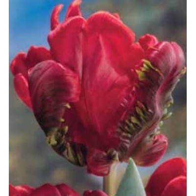 S.BOLBO GR TULIPAS PARROT  - CAIXA 70 UNIDADES