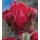 S.BOLBO GR TULIPAS PARROT  - CAIXA 70 UNIDADES