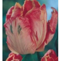 S.BOLBO GR TULIPAS PARROT - CAIXA 70 UNIDADES S.BOLBO GR TULIPAS PARROT - CAIXA 70 UNIDADES