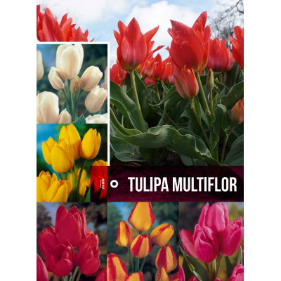 S.BOLBO GR TULIPAS MULTIFLOR - CAIXA 70 UNIDADES