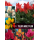 S.BOLBO GR TULIPAS MULTIFLOR - CAIXA 70 UNIDADES