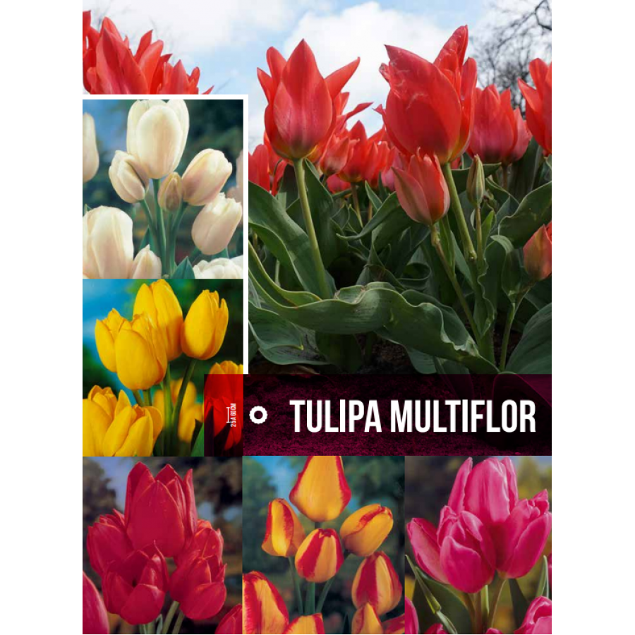 S.BOLBO GR TULIPAS MULTIFLOR - CAIXA 70 UNIDADES S.BOLBO GR TULIPAS MULTIFLOR - CAIXA 70 UNIDADES