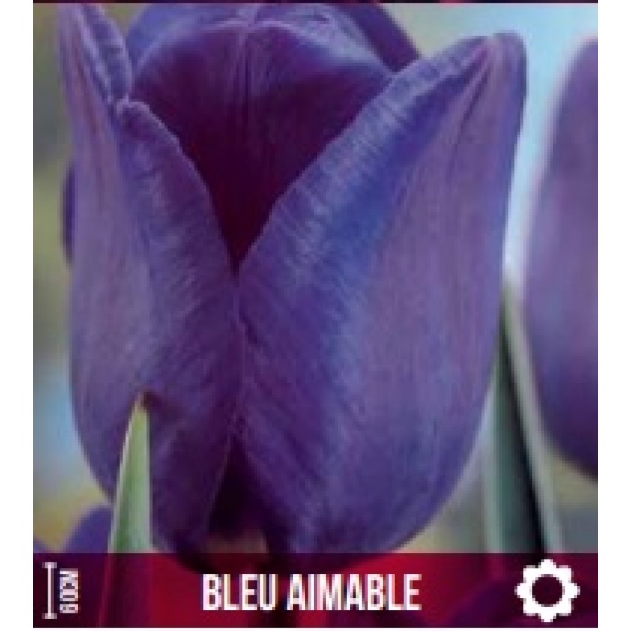S.BOLBO GR TULIPAS AZUL - CAIXA 70 UNIDADES S.BOLBO GR TULIPAS AZUL - CAIXA 70 UNIDADES