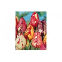 S.BOLBO TULIPAS - UNIDADE S.BOLBO TULIPAS - UNIDADE