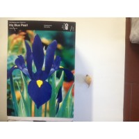 S.BOLBO IRIS LIRETES UN.