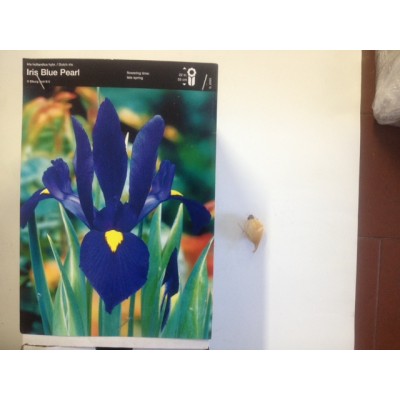 S.BOLBO IRIS LIRETES UN.