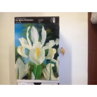 S.BOLBO IRIS LIRETES UN.