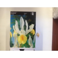 S.BOLBO IRIS LIRETES UN.