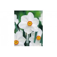 S.BOLBO NARCISOS UN. S.BOLBO NARCISOS UN.
