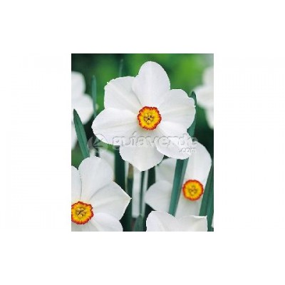 S.BOLBO NARCISOS UN.