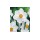S.BOLBO NARCISOS UN.