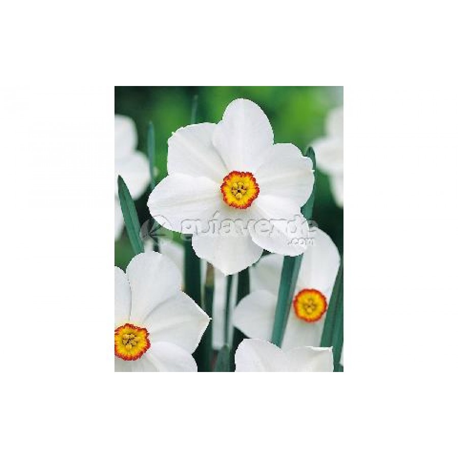 S.BOLBO NARCISOS UN. S.BOLBO NARCISOS UN.