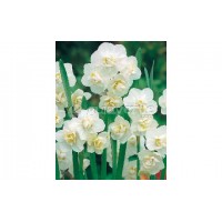 S.BOLBO NARCISOS UN. S.BOLBO NARCISOS UN.
