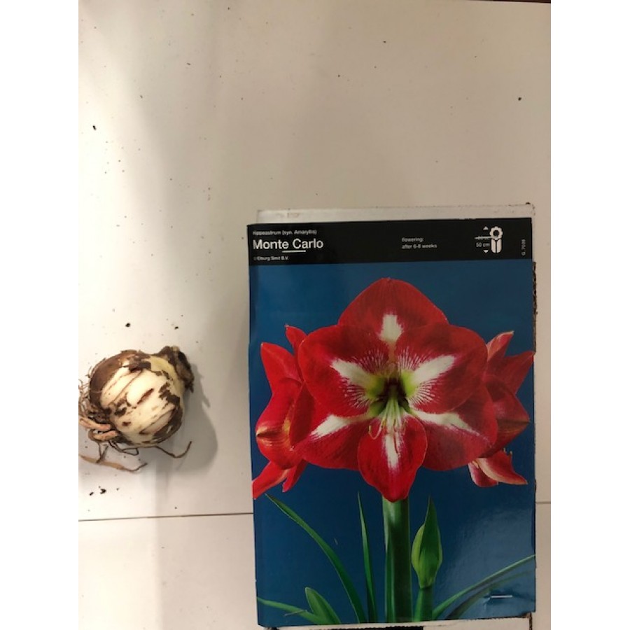 S.BOLBO AMARYLLIS UN.