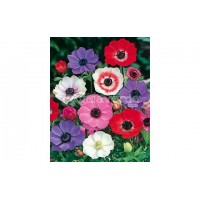 S.BOLBO ANEMONAS UN.