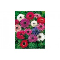 S.BOLBO ANEMONAS UN.