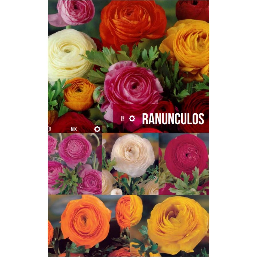 S.BOLBO GR RAINUNCLEOS - CAIXA 750 UNIDADES S.BOLBO GR RAINUNCLEOS - CAIXA 750 UNIDADES