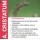 SEMENTE AGROPYRUM CRISTATUM  - SC 25K