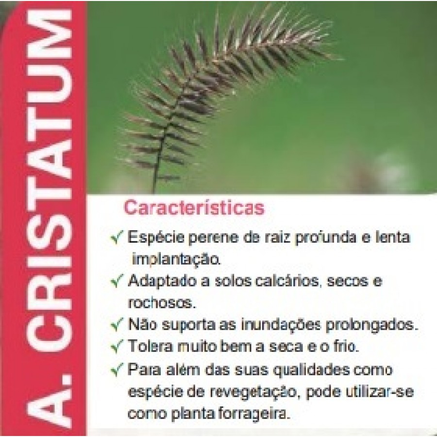 SEMENTE AGROPYRUM CRISTATUM - SC 25K SEMENTE AGROPYRUM CRISTATUM - SC 25K