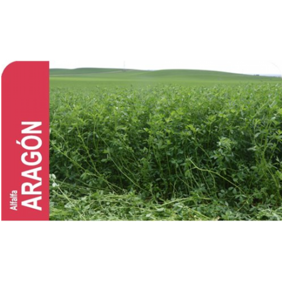 SEMENTE LUZERNA ARAGÓN - SC 25KG SEMENTE LUZERNA ARAGÓN - SC 25KG