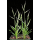 SEMENTE BRACHYPODIUM DYSTACHIUM - SC 5KG