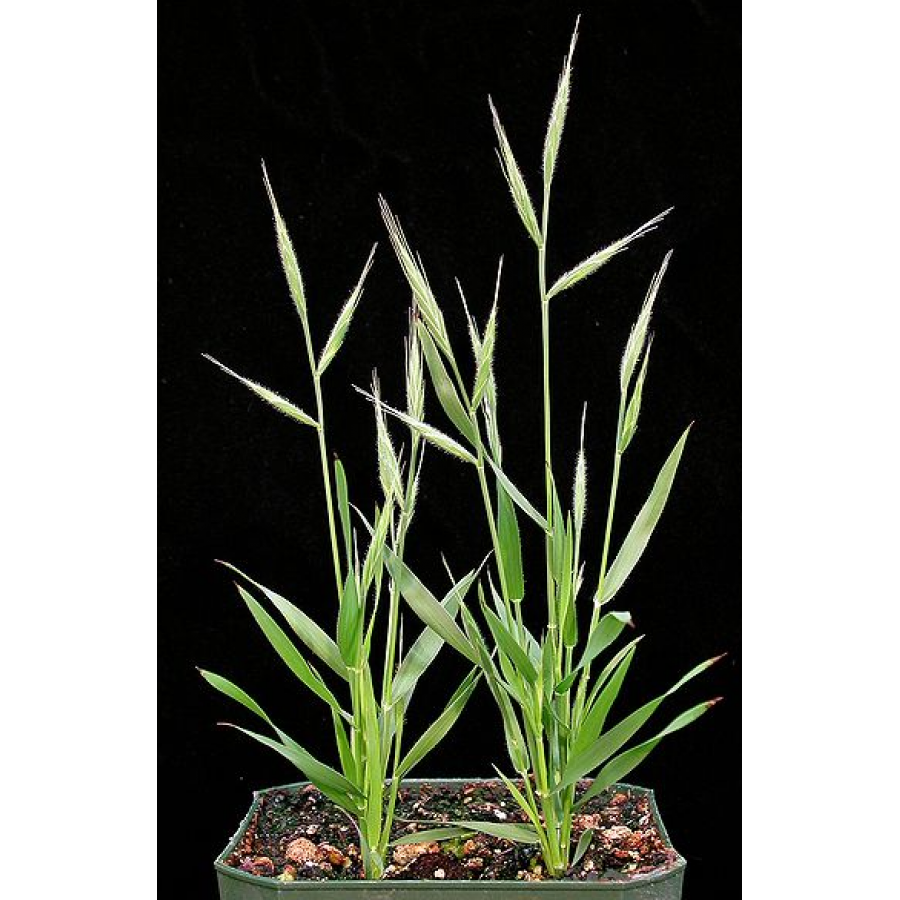 SEMENTE BRACHYPODIUM DYSTACHIUM - SC 5KG