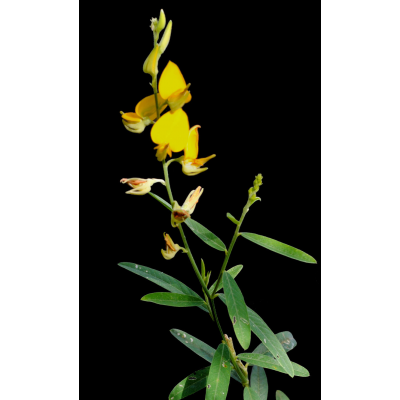 SEMENTE CROTALARIA JUNCEA - SC 25KG