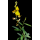 SEMENTE CROTALARIA JUNCEA - SC 25KG