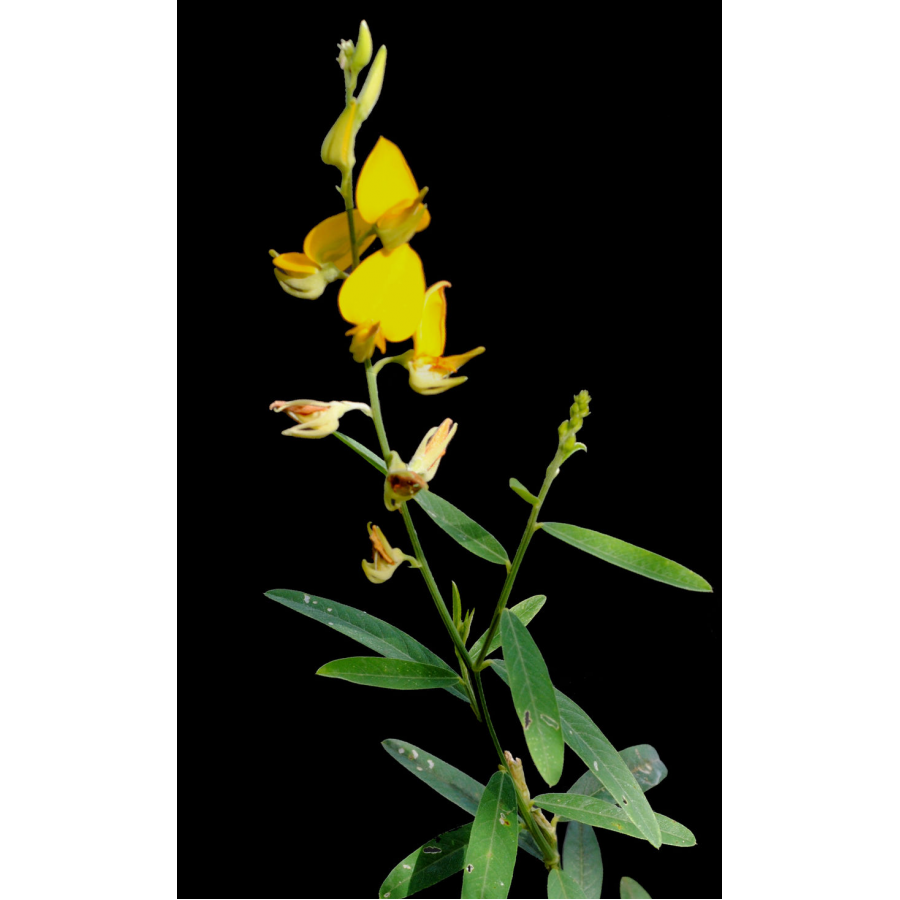 SEMENTE CROTALARIA JUNCEA - SC 25KG