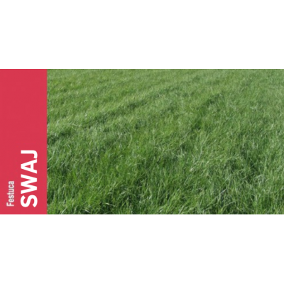 SEMENTE FESTUCA ARUNDINACEA SWAJ  - SC 17KG
