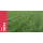 SEMENTE FESTUCA ARUNDINACEA SWAJ  - SC 17KG