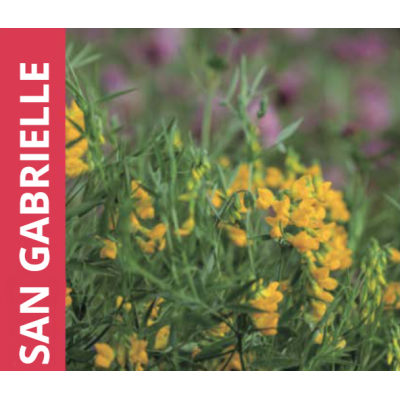 SEMENTE LOTUS CORNICULATUS SAN GABRIELLE -SACO 25 KG