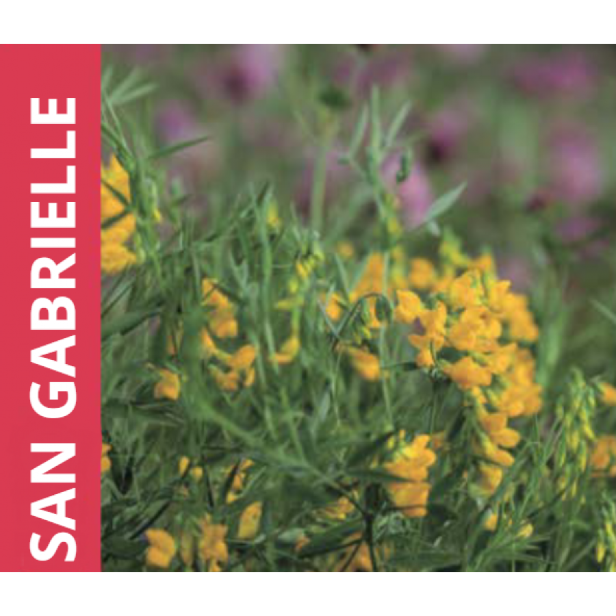 SEMENTE LOTUS CORNICULATUS SAN GABRIELLE -SACO 25 KG