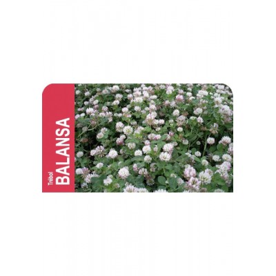 SEMENTE TREVO BALANSA MICHELIANUM PARADANA -5 KG