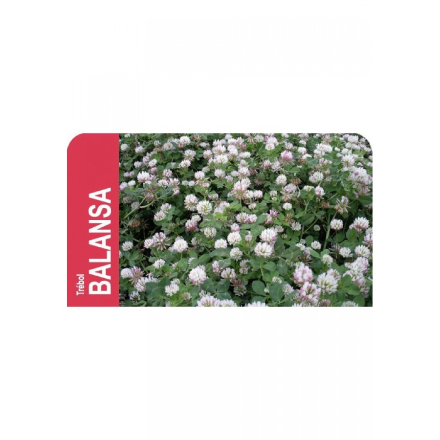 SEMENTE TREVO BALANSA MICHELIANUM PARADANA -5 KG SEMENTE TREVO BALANSA MICHELIANUM PARADANA -5 KG