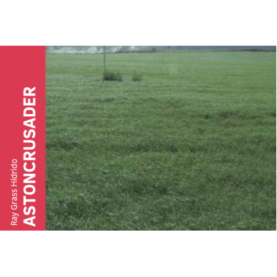 SEMENTE RAY GRASS HÍBRIDO ASTONCRUSADER - 25 KG