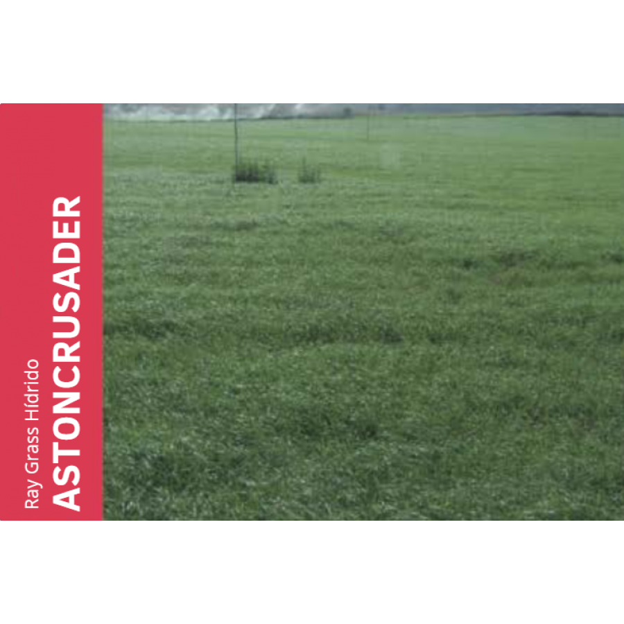 SEMENTE RAY GRASS HÍBRIDO ASTONCRUSADER - 5 KG SEMENTE RAY GRASS HÍBRIDO ASTONCRUSADER - 5 KG