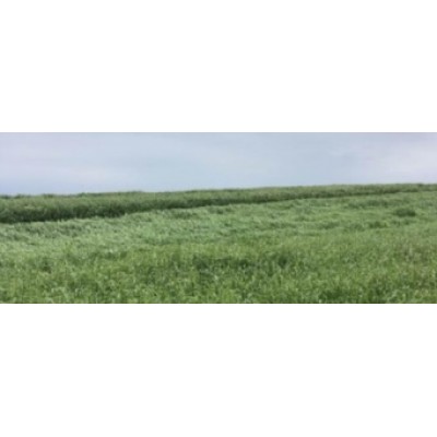 SEMENTE RAY GRASS ITALIANO MEROA RVP  -  5 KG