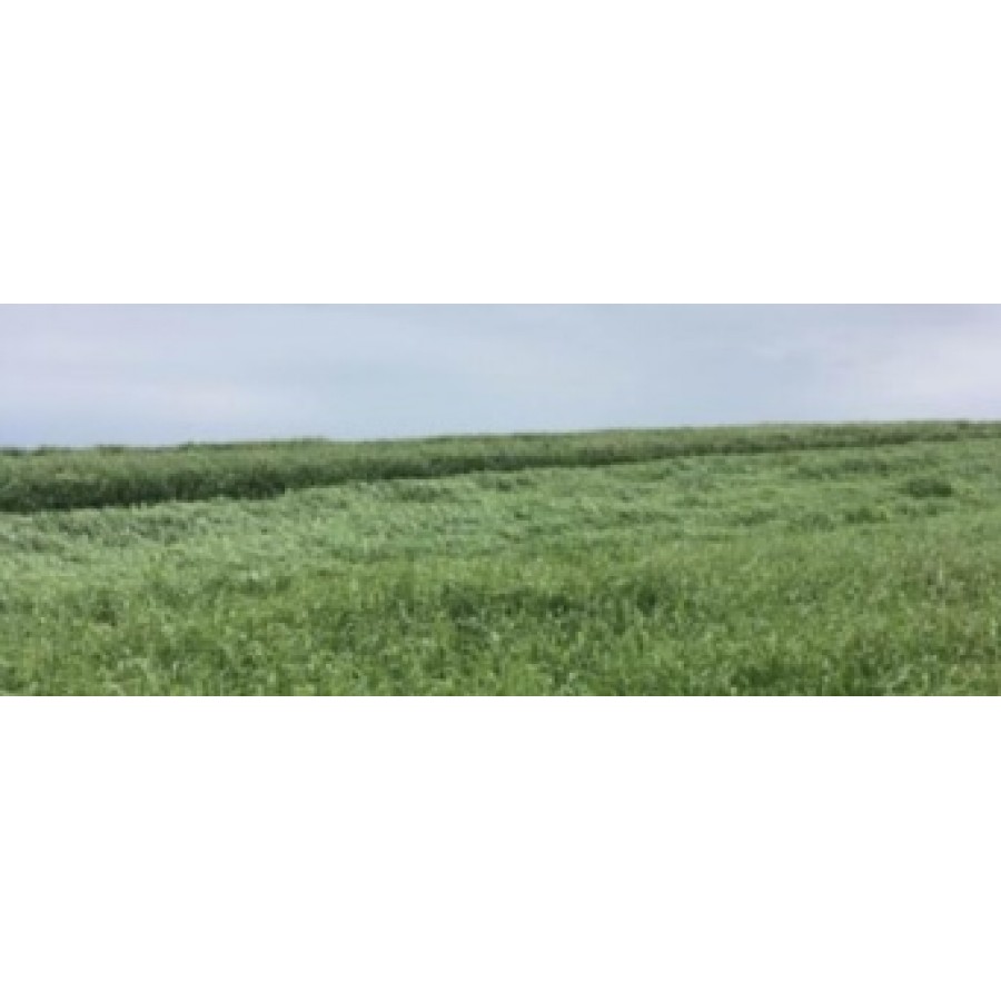 SEMENTE RAY GRASS ITALIANO MEROA RVP - 5 KG SEMENTE RAY GRASS ITALIANO MEROA RVP - 5 KG