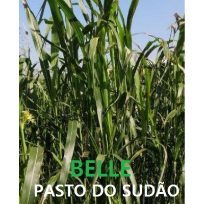 SEMENTE SORGO SUDAO BELLE -SC 5 KILOS